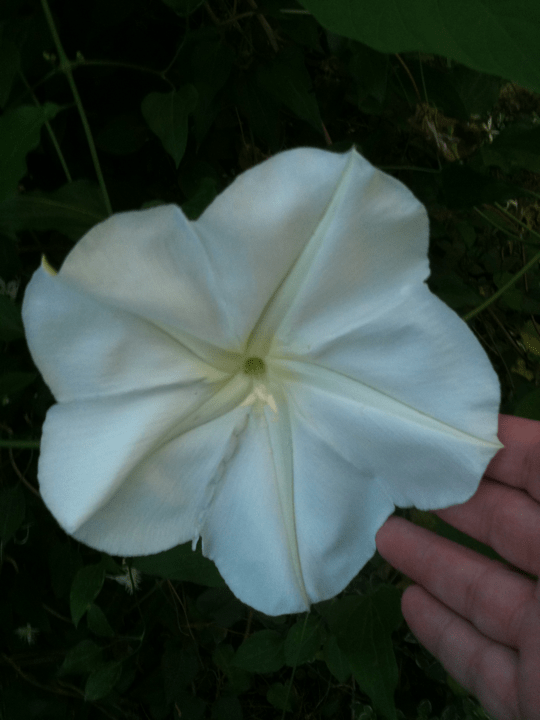 Moonflower vine
