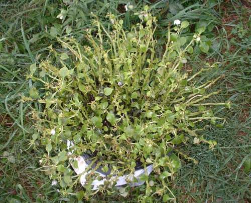 Impatiens_Downy_Mildew