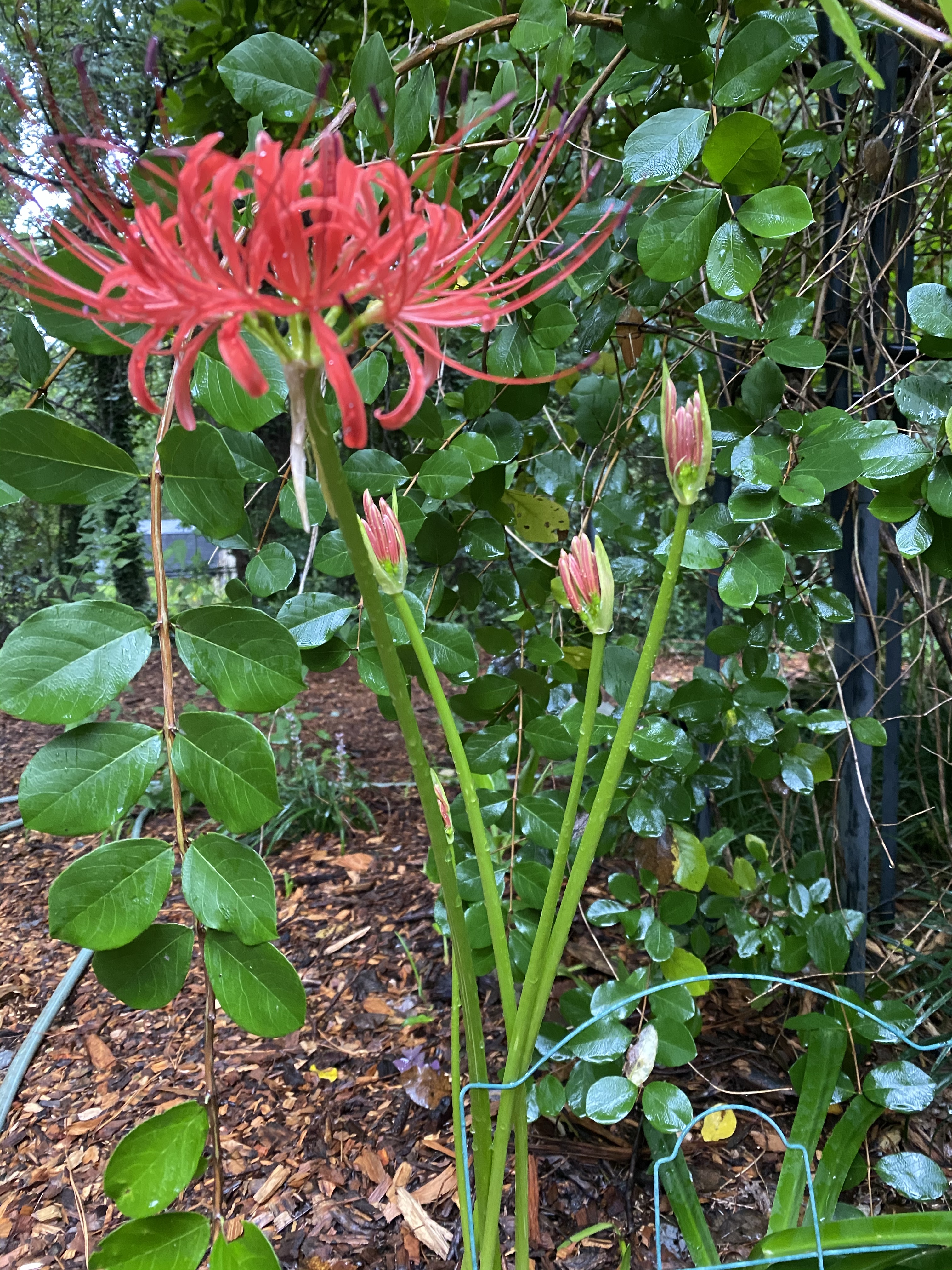 Hurricane lily (Lycoris radiata var. radiata) also known as red spider lily.  | Arthur in the Garden!