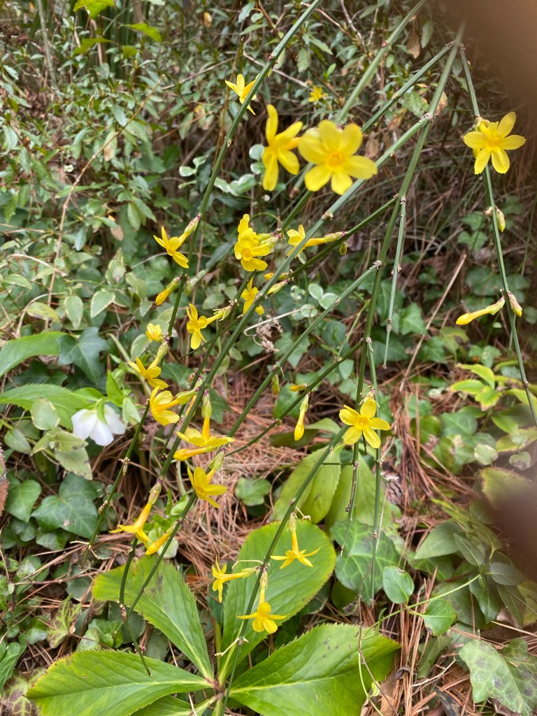 In the garden today … witch hazel “Aurora” and winter jasmine